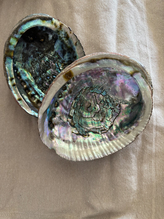 Abalone Shell Medium 5" to 6"