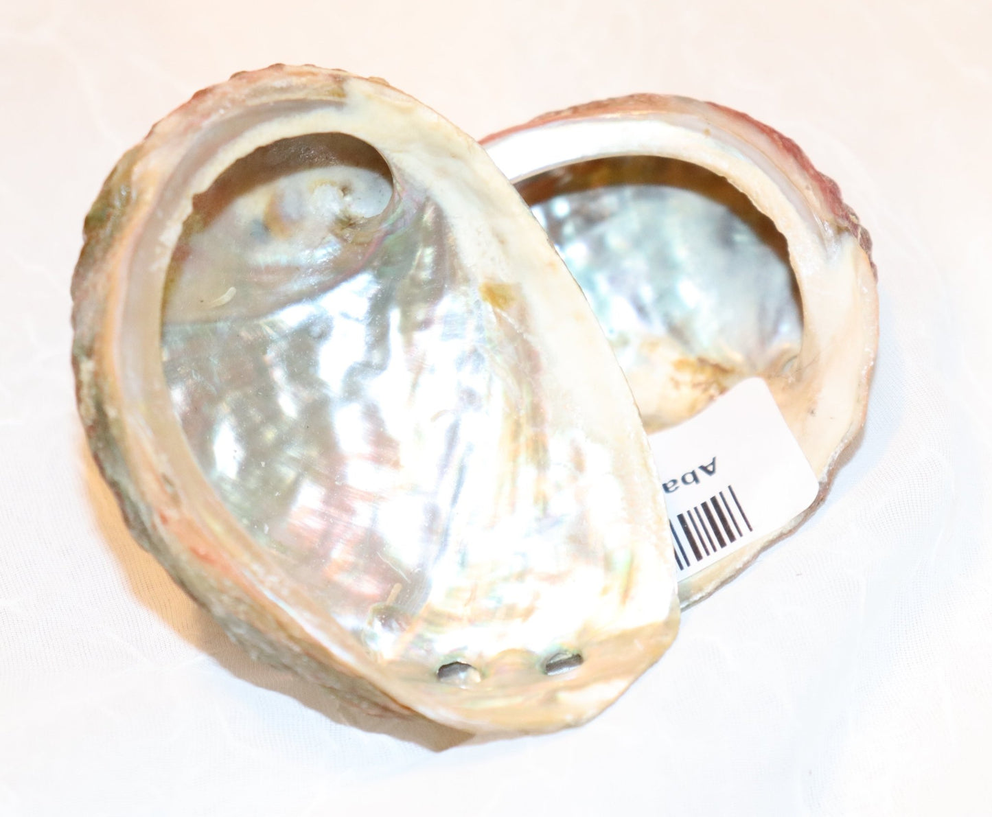 Abalone Shells