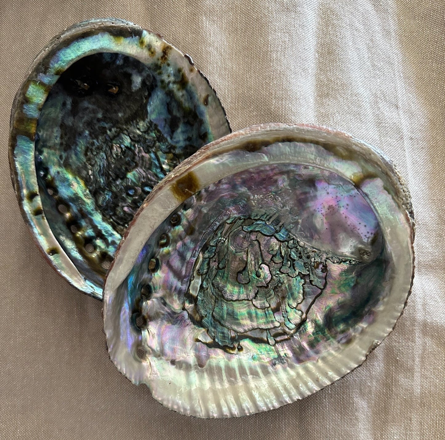 Abalone Shells